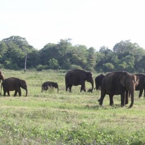 Elephent herd Kaudulla