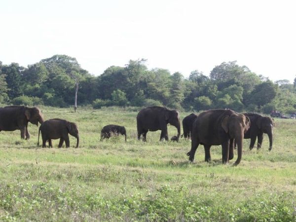 Elephent herd Kaudulla