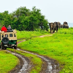 Wildlife Jeep Safari