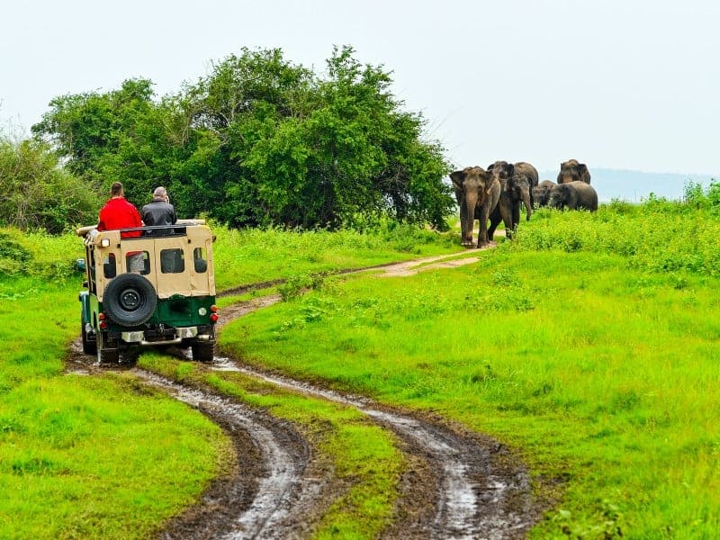 Wildlife Jeep Safari