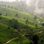 Mist Nuwara Eliya