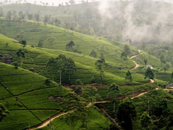 Mist Nuwara Eliya