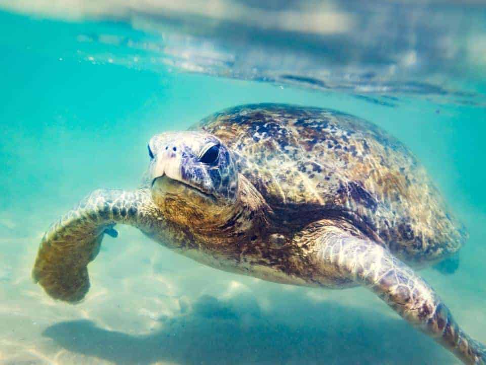 Hikkaduwa Beach Turtle Snorkelling