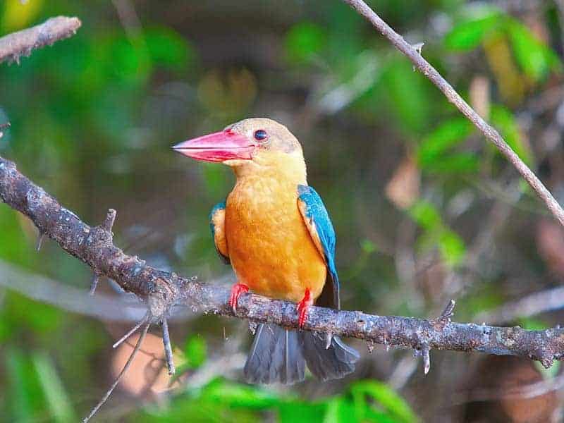 Attidiya Bird Sanctuary