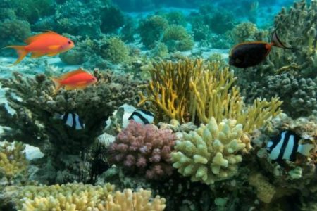 Bar Reef Marine Sanctuary Kalpitiya