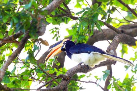 Bundala National Park