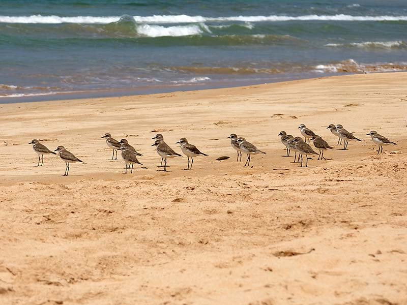 Chilaw Sand Spits