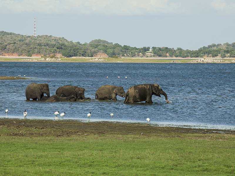 Flood Plains National Park Polonnaruwa