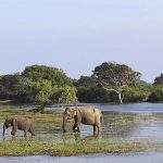 Elephants Gal Oya National Park