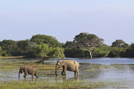 Elephants Gal Oya National Park
