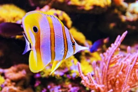 Hikkaduwa Coral Reef