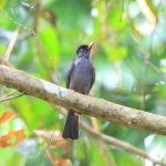 Ingiriya Forest Reserve Black Bulbul Ingiriya