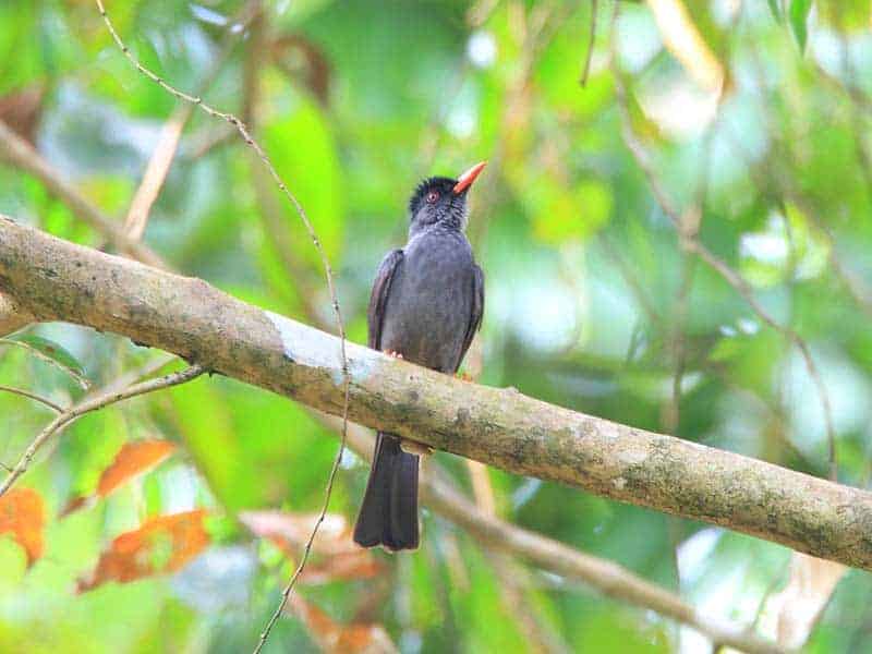 Ingiriya Forest Reserve Black Bulbul Ingiriya