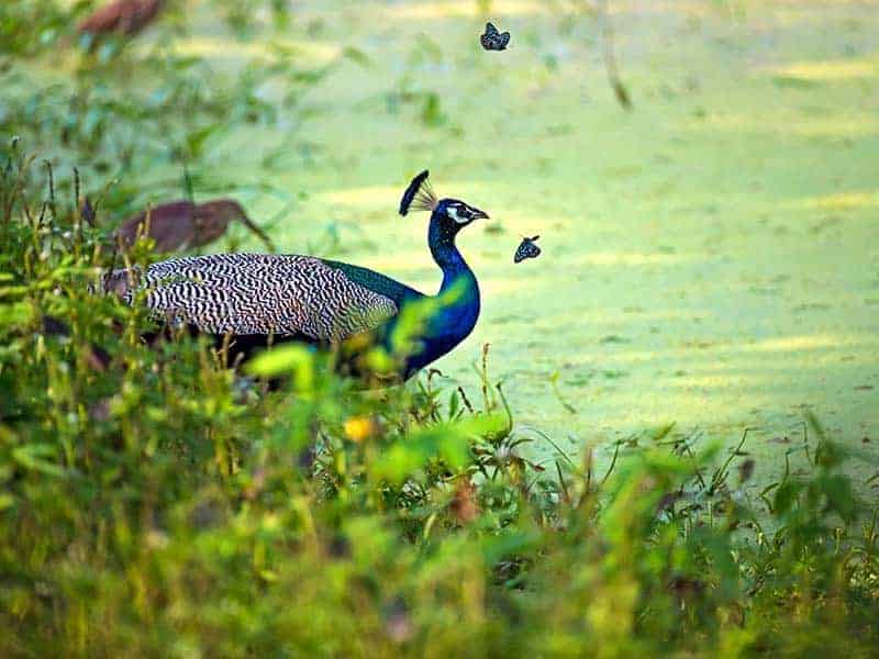 Peacock Kalametiya Bird Sanctuary