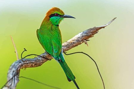 Kannaliya Forest Reserve Bee Eater