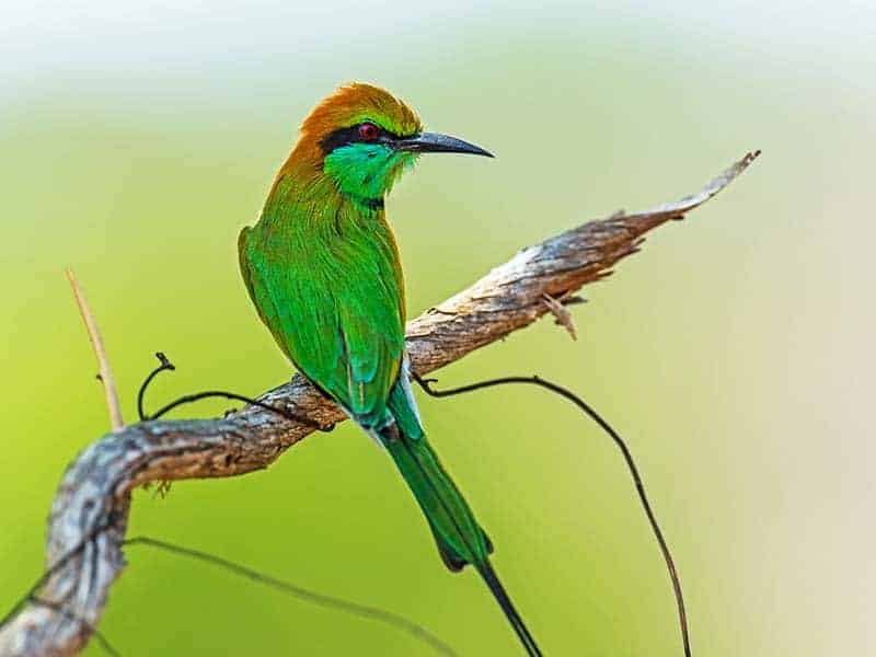 Kannaliya Forest Reserve Bee Eater