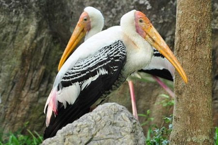 Kumana National Park