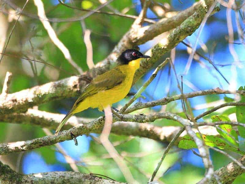 Labugama Kalatuwawa Forest Reserve Black capped bulbul