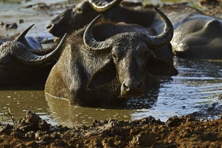 Buffalo Lunugamvehera National Park