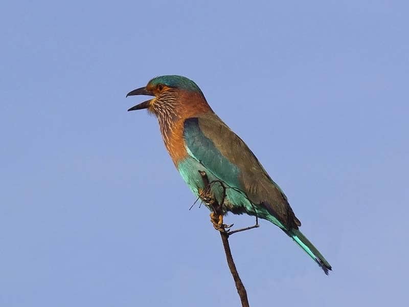 Mannar Vankalai Bird Sanctuary