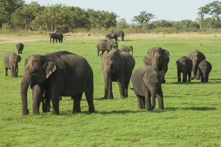 Elephants Minneriya National Park tailor-made sri lanka holiday