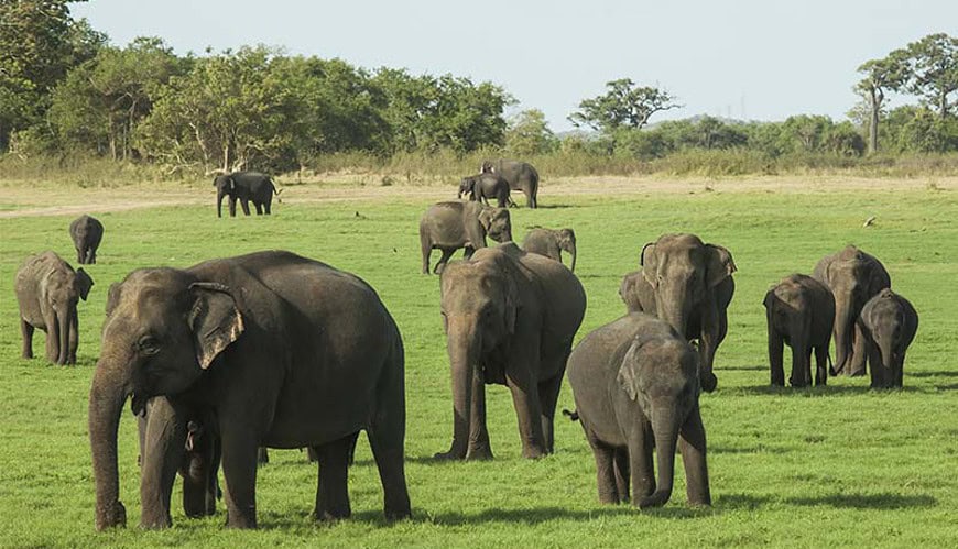 Elephants Minneriya National Park tailor-made sri lanka holiday
