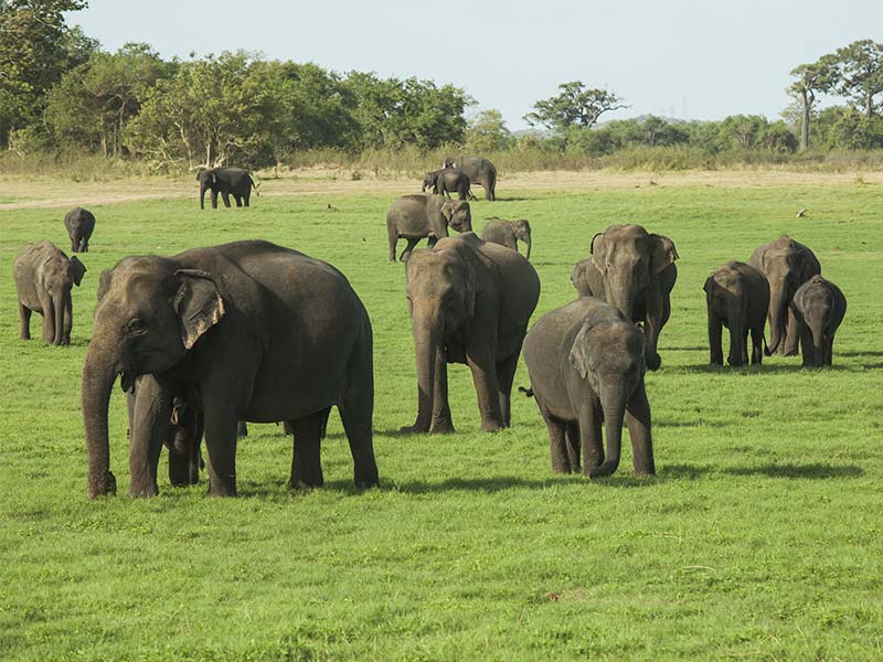 Elephants Minneriya National Park tailor-made sri lanka holiday
