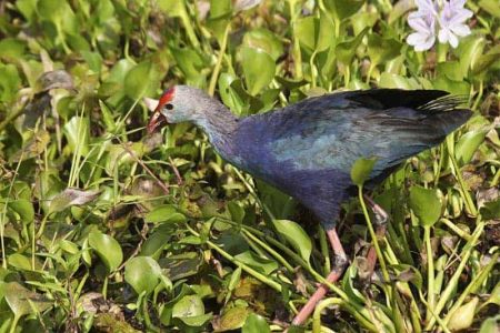 Nawadankulama Tank Swamphen