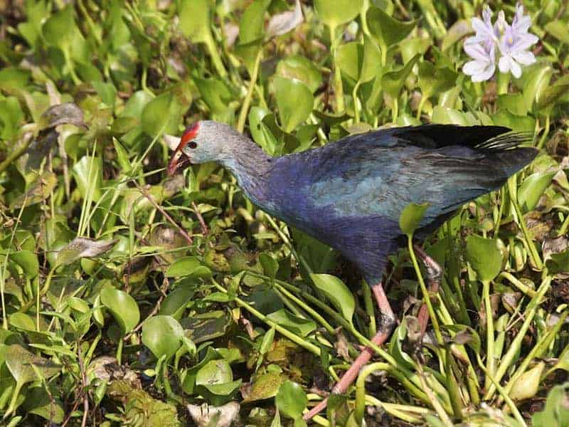 Nawadankulama Tank Swamphen