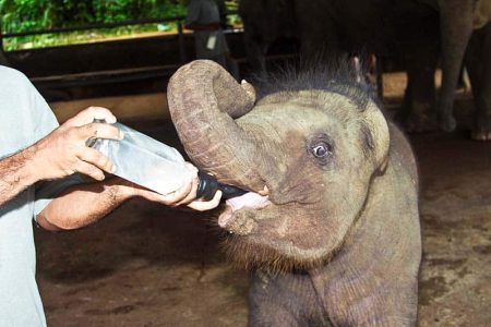 Pinnawala Elephant Orphanage