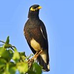 Forest Myna Salgala Sanctuary