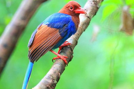 Sinharaja Forest Reserve Blue Magpie