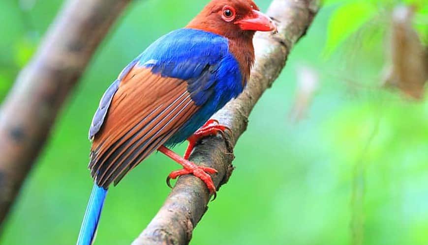 Sinharaja Forest Reserve Blue Magpie