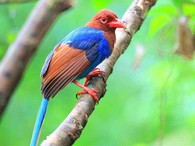 Sinharaja Forest Reserve Blue Magpie