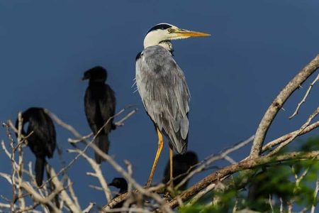 Anawilundawa Wetland Grey Heron
