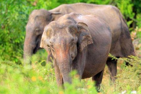 Elephant Udawalawe National Park