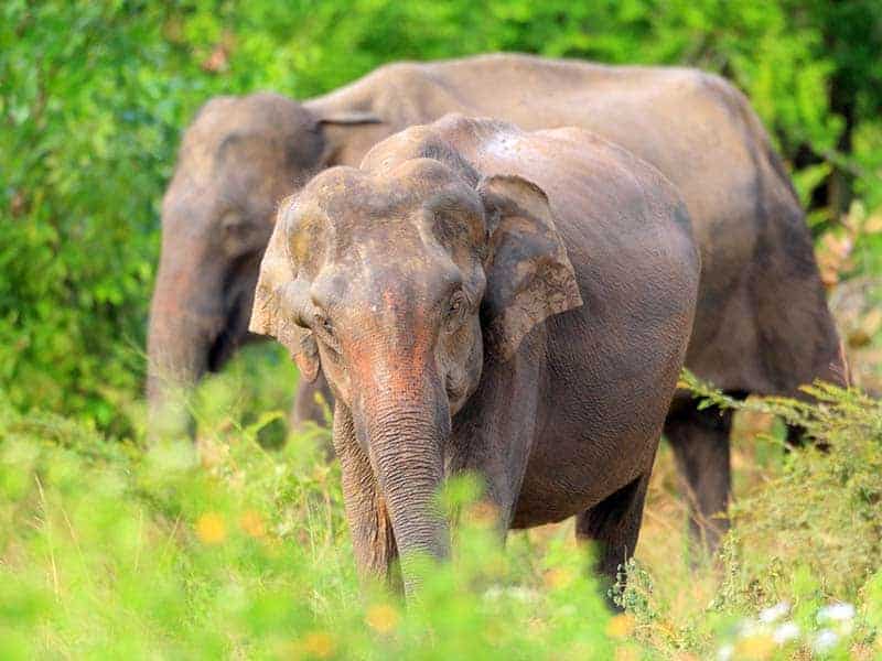 Elephant Udawalawe National Park