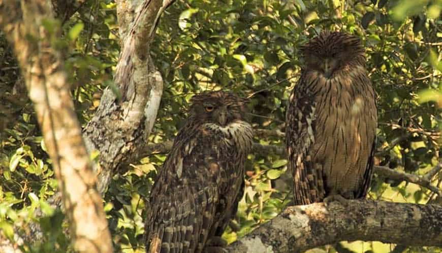 Fish Owls Udawatta Kele Sanctuary