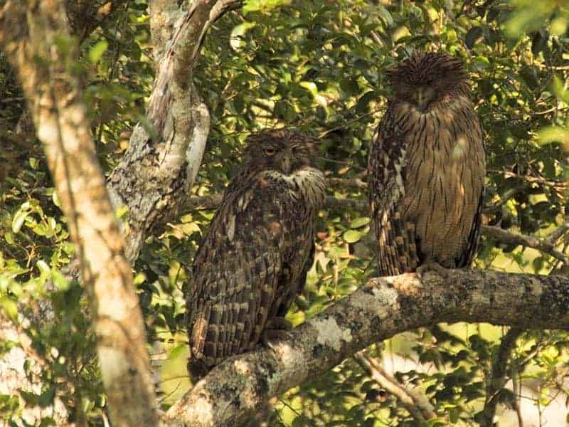 Fish Owls Udawatta Kele Sanctuary