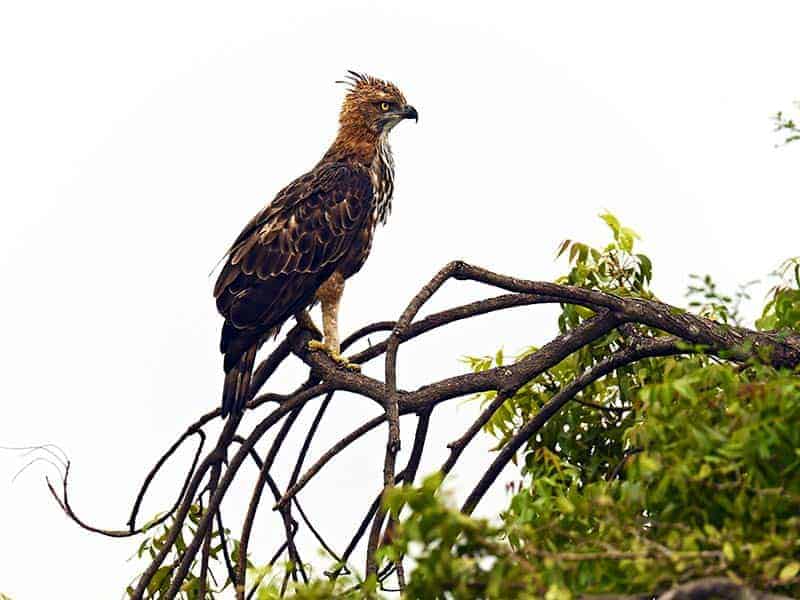 Eagle Kandy Victoria Randenigala Rantembe Sanctuary