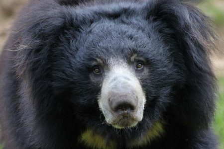 Sloth Bear Wasgamuwa National Park