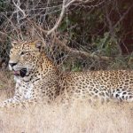 Leopard Wilpattu National Park