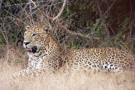 Leopard Wilpattu National Park