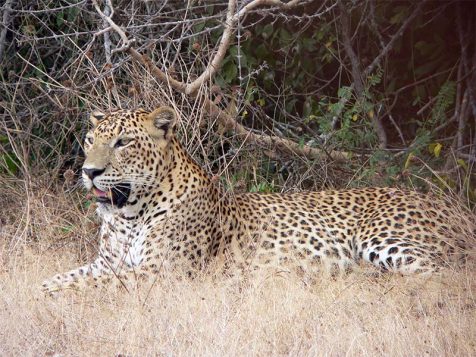 Leopard Wilpattu National Park