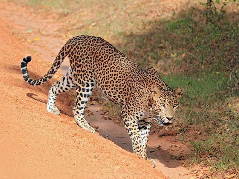 Lepard Yala National Park Wildlife in Sri Lanka