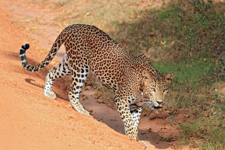 Lepard Yala National Park Wildlife in Sri Lanka