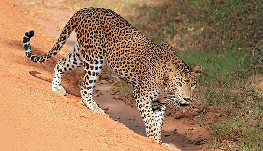 Lepard Yala National Park Wildlife in Sri Lanka