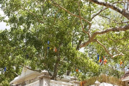 Sri Maha Bodhiya