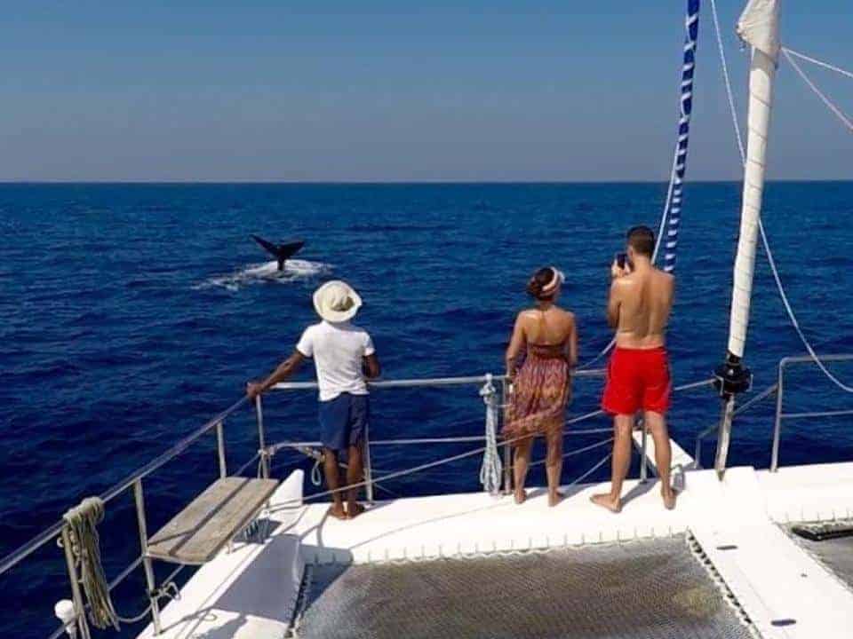 Mirissa Overnight Whale Watching Sailing Crusie