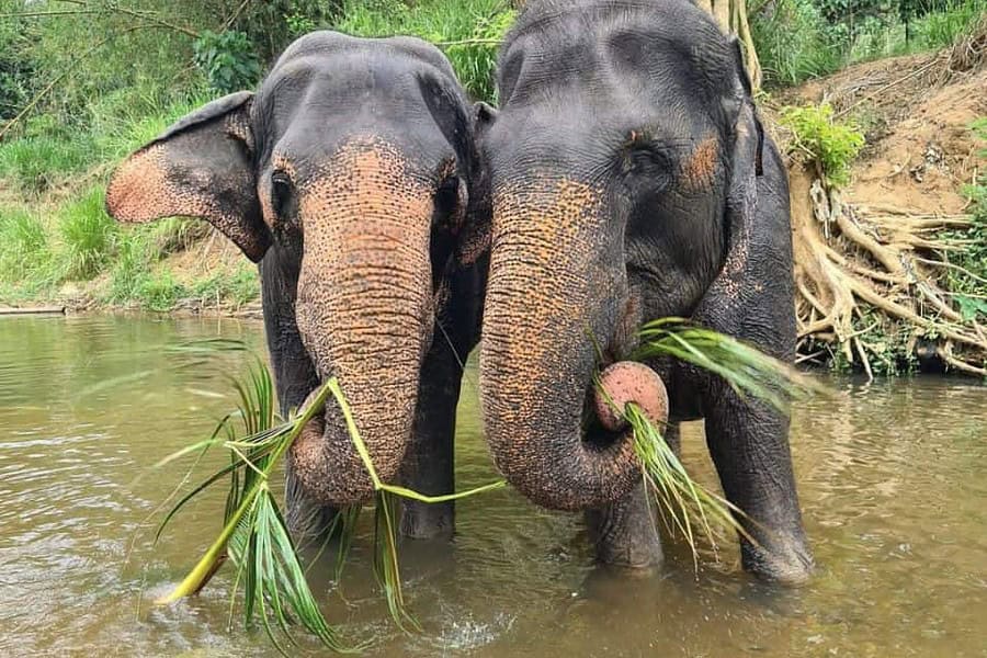 Two elephants Kumari and Menike at Elephant Freedom Project animal-friendly activity